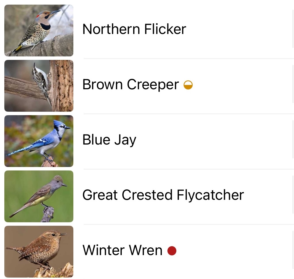 Walked through a hot spot of bird activity on a hike. Lovely to just listen to the trees in song.