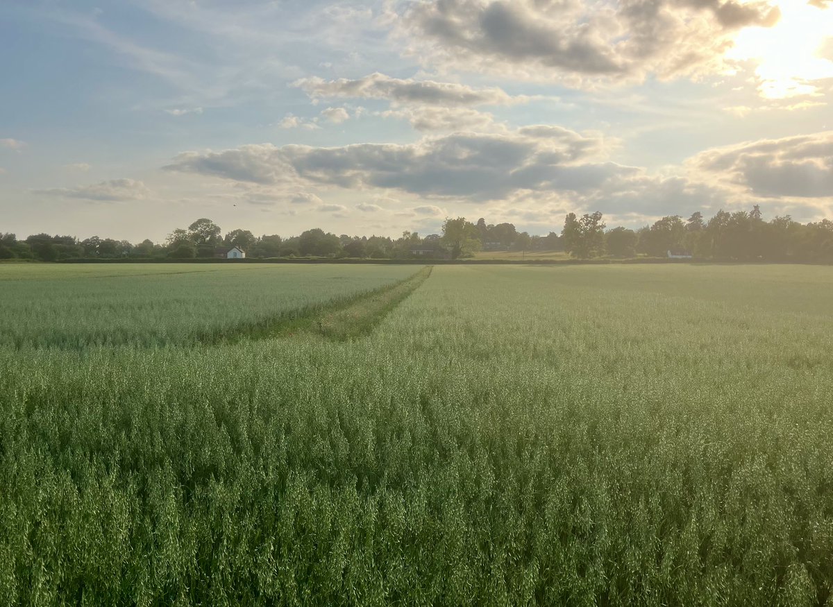 Mark Lea (@greenacres_farm) on Twitter photo Organic spring oat trials for <a href="/organicarable/">Organic Arable</a> and <a href="/WhitesOats/">White's Oats</a> have their heads above the weeds and look wonderful this evening. Looking at the competition, our old favourite variety Isabel could be having its last year Organic spring oat trials for <a href="/organicarable/">Organic Arable</a> and <a href="/WhitesOats/">White's Oats</a> have their heads above the weeds and look wonderful this evening. Looking at the competition, our old favourite variety Isabel could be having its last year