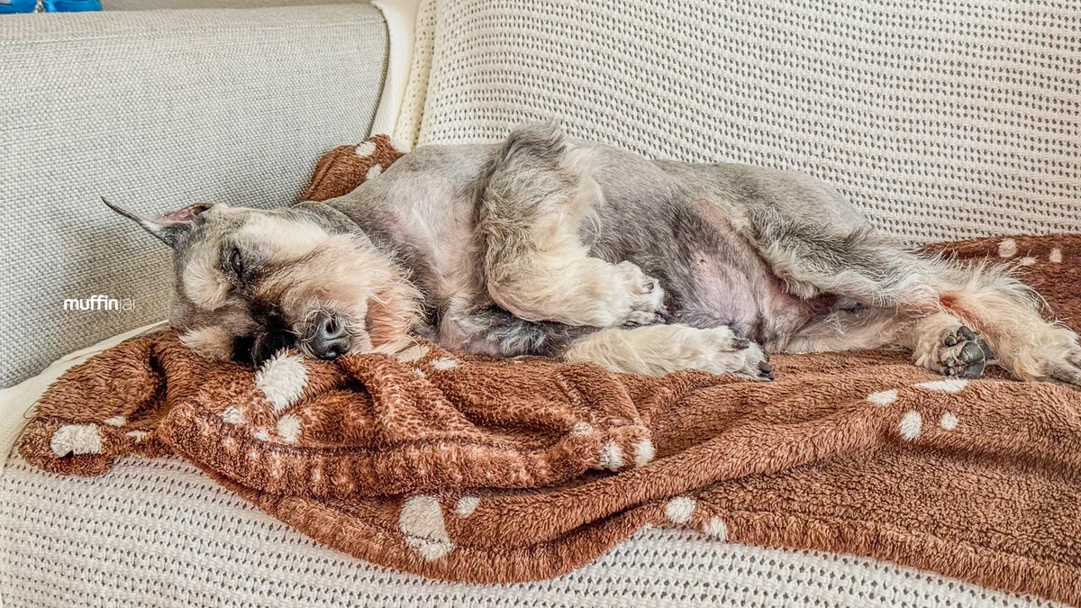 muffinjai's tweet photo. Happy #MotivationalMonday, said no schnauzer ever, especially not this schnauzer. 😴 Just look at me, living my best couch potato life, melted onto my favorite sofa with my trusty fluffy piggy sidekick and my paw-print blanket. 🥔 My current motivation level? Zero. 🛋️
#SofaKing https://t.co/L4WlPw3E5X
