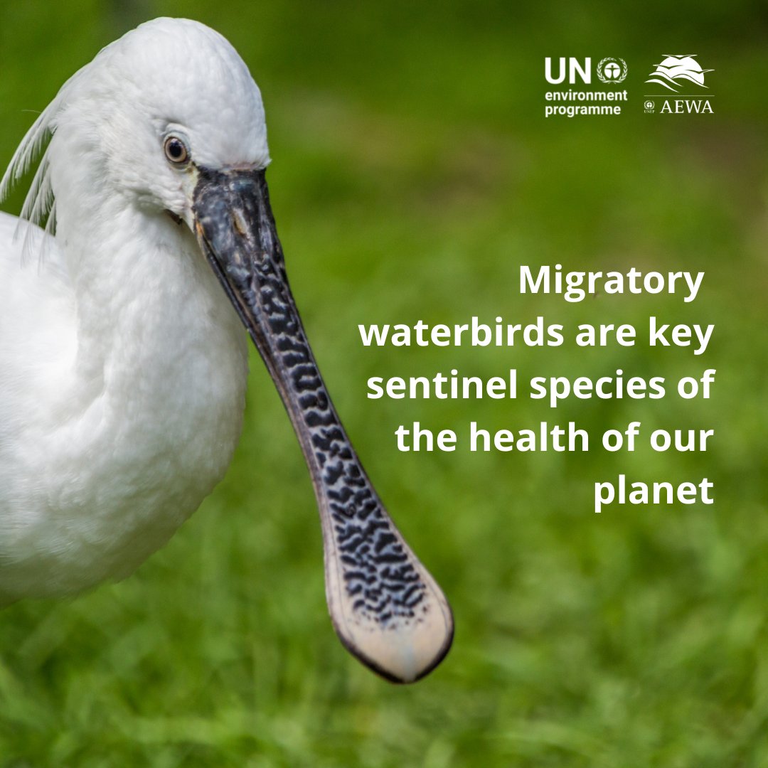 UN Environment Programme (@unep) on Twitter photo Today marks 30 years of the African-Eurasian Waterbird Agreement, a global pact to protect birds, wetlands & planet health.
<a href="/unep_aewa/">African-Eurasian Waterbird Agreement (AEWA)</a> safeguards 560+ bird populations across 119 countries, proving what’s possible when nations unite for migratory species: unep-aewa.org/en Today marks 30 years of the African-Eurasian Waterbird Agreement, a global pact to protect birds, wetlands & planet health.
<a href="/unep_aewa/">African-Eurasian Waterbird Agreement (AEWA)</a> safeguards 560+ bird populations across 119 countries, proving what’s possible when nations unite for migratory species: unep-aewa.org/en