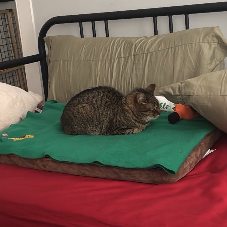 snail mode activated