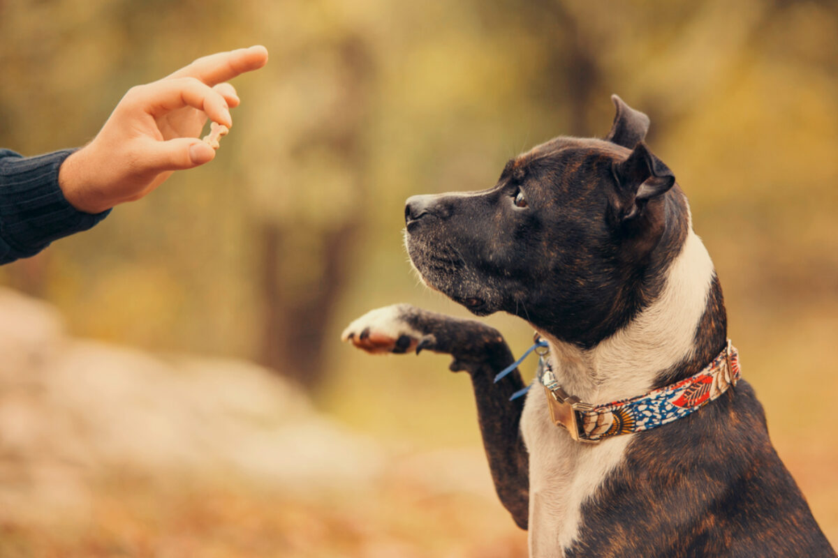 FidosOneStop's tweet photo. Smart pups earn tasty rewards! 💡 Treats that train—shop now at Fido’s One Stop 🐾

🛒 https://t.co/y8QmJLd9zF

#FidosOneStop #DogTraining #TreatMotivated #PupInTraining #GoodDog https://t.co/MaKz2S32Z1