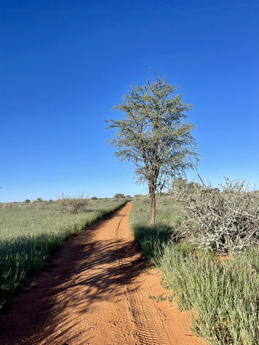 Kevin_Jost's tweet photo. Danach folgte im April eine vierwöchige Trainingspause (abgesehen von einigen Lauftrainings 😜). Fazit: Auch beim Joggen gibt’s viel zu entdecken 😉
🇿🇦🇳🇦 https://t.co/irAPBxuwTy