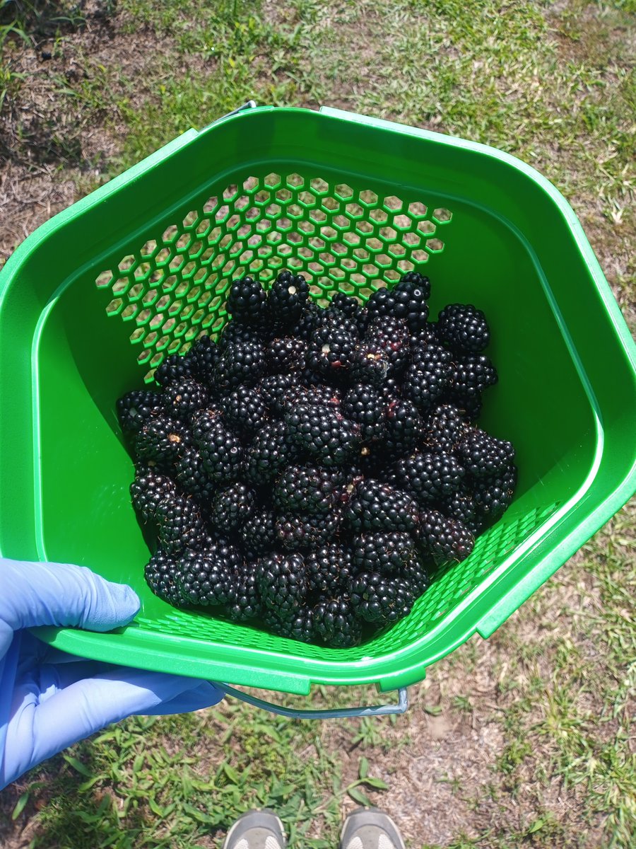 KarinAlbornoz3's tweet image. 💜We started a new project on blackberry quality where we are investigating early changes associated with drupelet reversion ⚫️⏩🔴 More to come!
Thanks to our great team of young researchers and to Big Easy Farms in Wadmalaw Island, SC @ClemsonCAFLS
