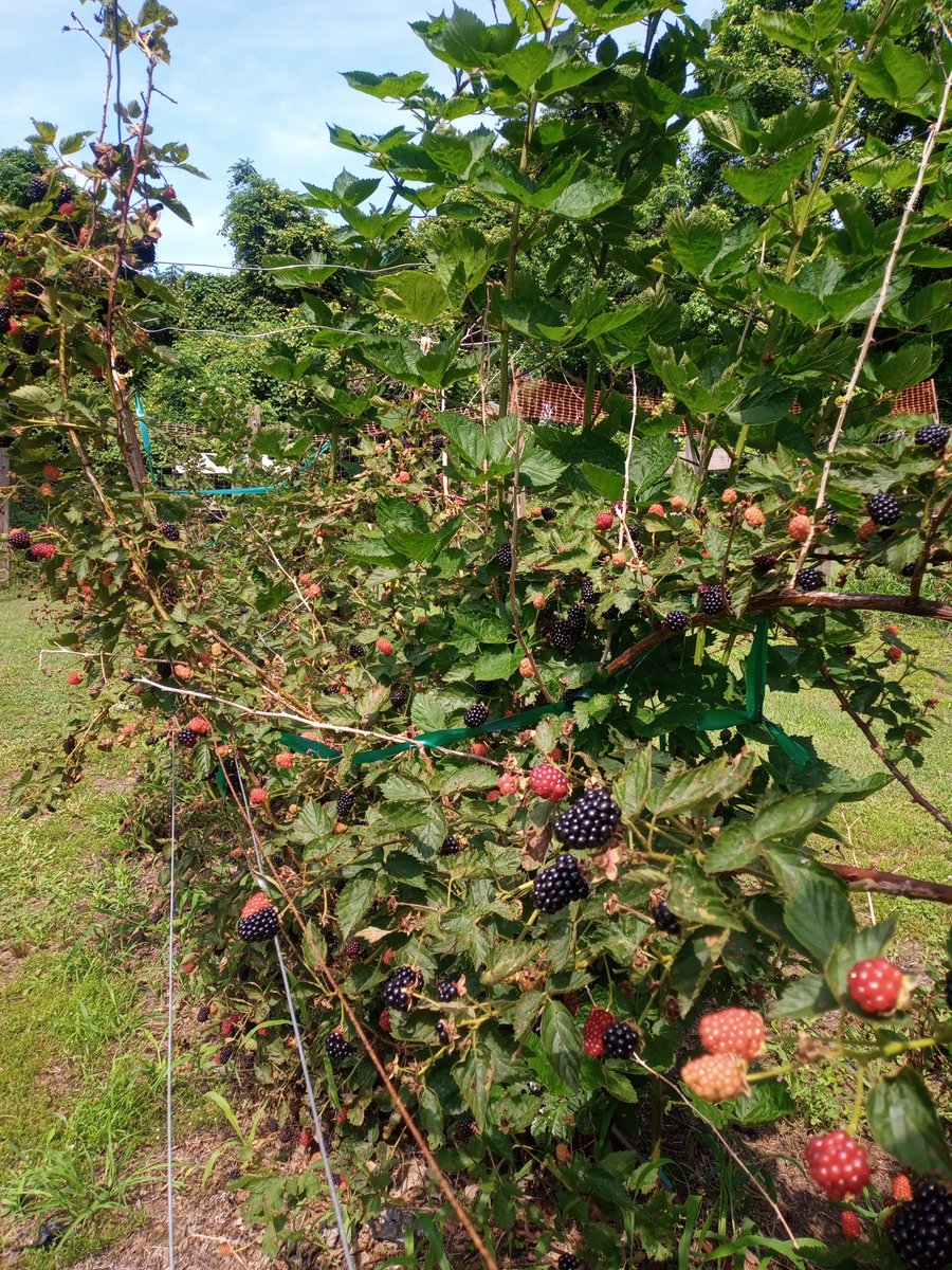KarinAlbornoz3's tweet image. 💜We started a new project on blackberry quality where we are investigating early changes associated with drupelet reversion ⚫️⏩🔴 More to come!
Thanks to our great team of young researchers and to Big Easy Farms in Wadmalaw Island, SC @ClemsonCAFLS