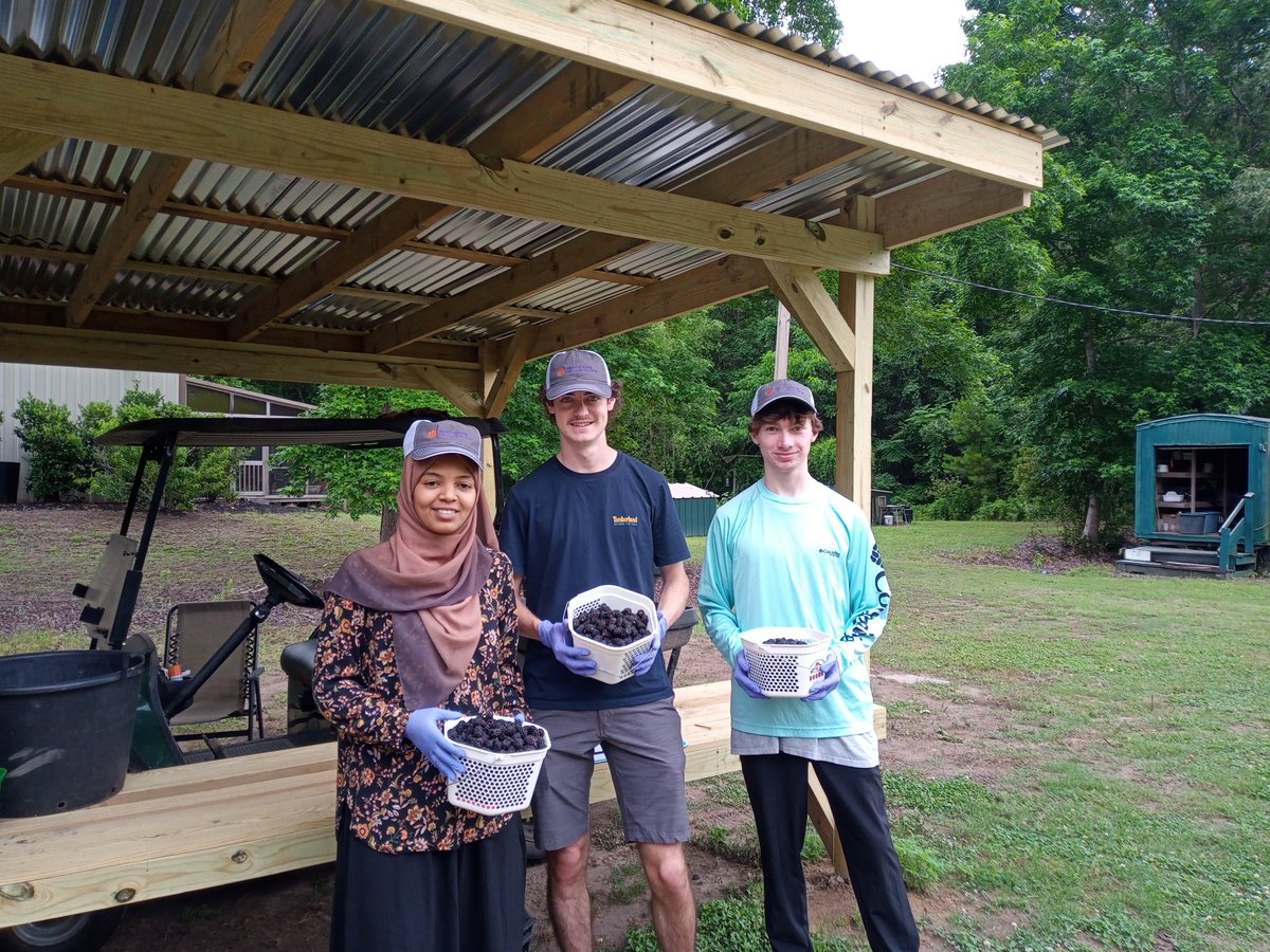 KarinAlbornoz3's tweet image. 💜We started a new project on blackberry quality where we are investigating early changes associated with drupelet reversion ⚫️⏩🔴 More to come!
Thanks to our great team of young researchers and to Big Easy Farms in Wadmalaw Island, SC @ClemsonCAFLS