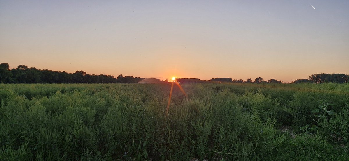 Bonsoir X 
Coucher de soleil sur les betteraves !😍
Belle journée ensoleillée aujourd'hui sans trop de chaleur !!
Bonne soirée tout le monde ☺️
#Agriculture #missbetter #MondayMotivaton #photograghy #nature