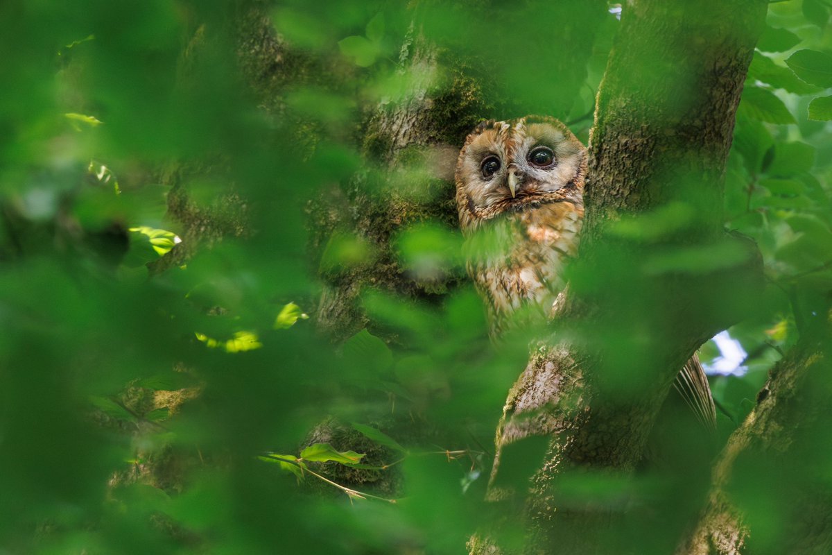 The past weeks birding seems to have been dominated by Tawny Owls with recently fledged young and day roosting birds everywhere I go, always lovely to see.