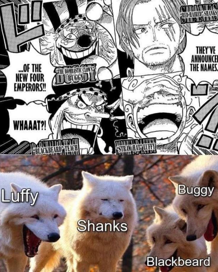 One Piece Daily (@opdaiiy) on Twitter photo 