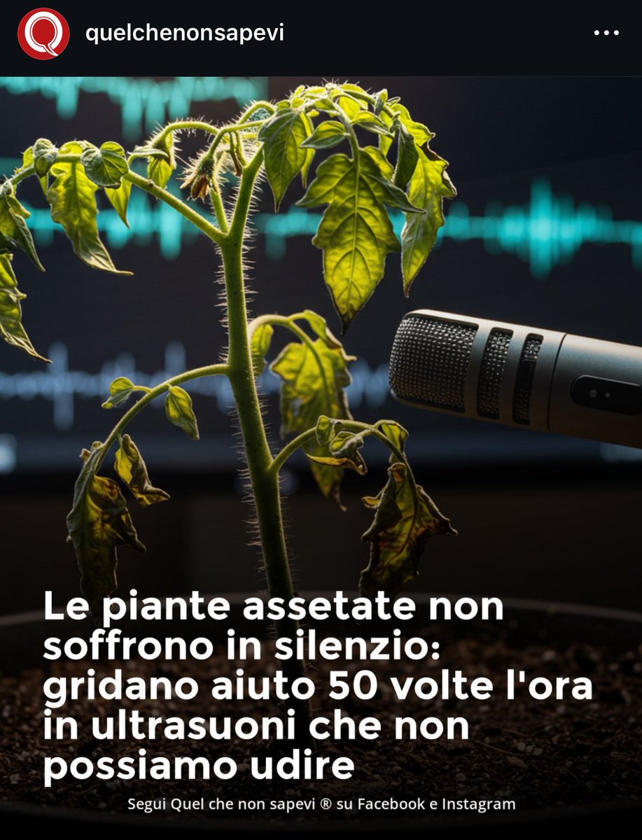 Daje mi mancava solo il senso di colpa per le piante assetate che urlano 50 volte l’ora