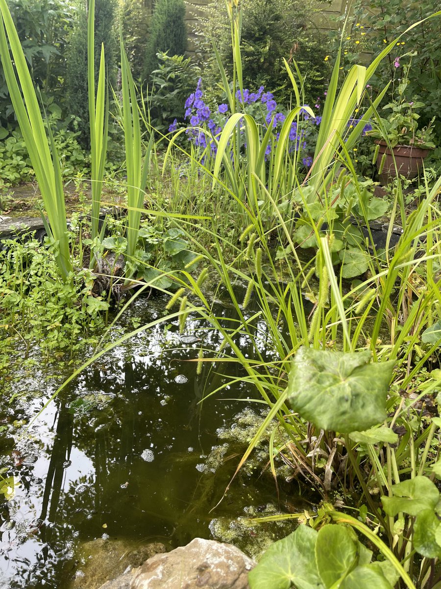 #GardensHour Overgrown pond; Good for wildlife #YorkshireDales