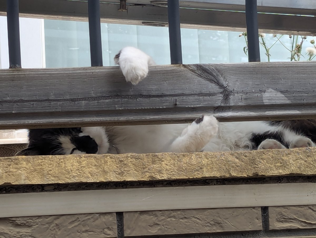 nickbiss39's tweet image. There is always time for unmitigated silliness and dispensing with the rules of polite society. Live your joy, just like this delightful floof is doing #SmallBeautiesHour #BecauseOfClem #ThreadOfGold