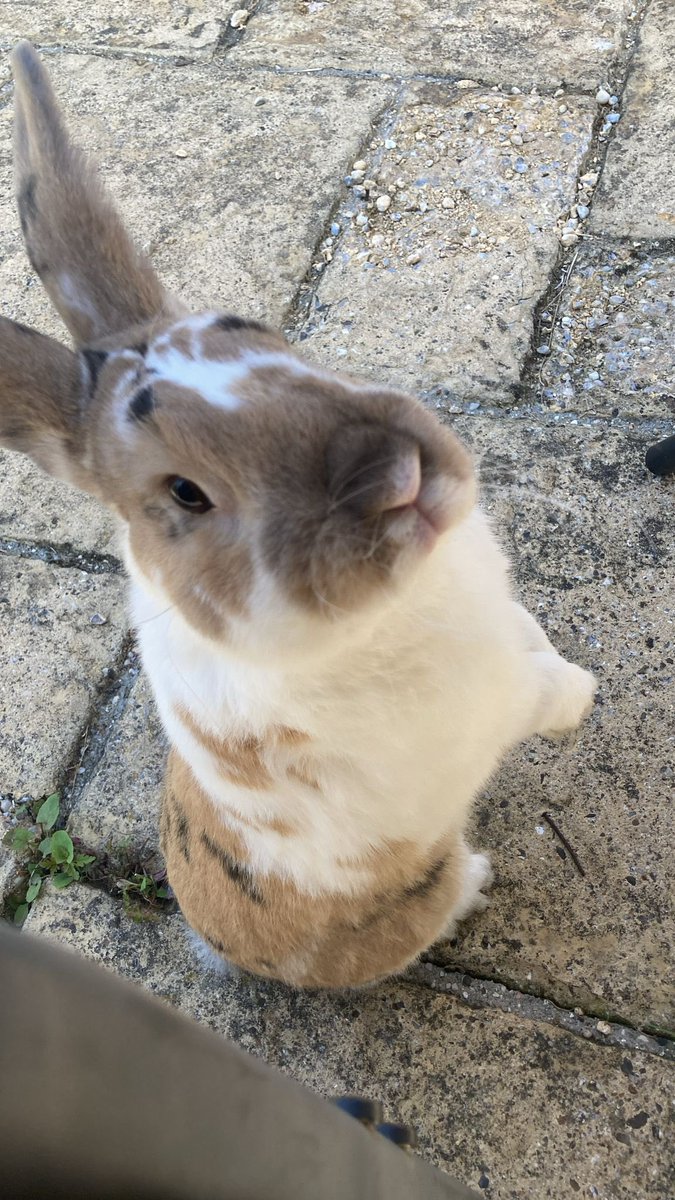 robyn 👱🏻‍♀️& paddy 🐰 (@paddyloaf) on Twitter photo 