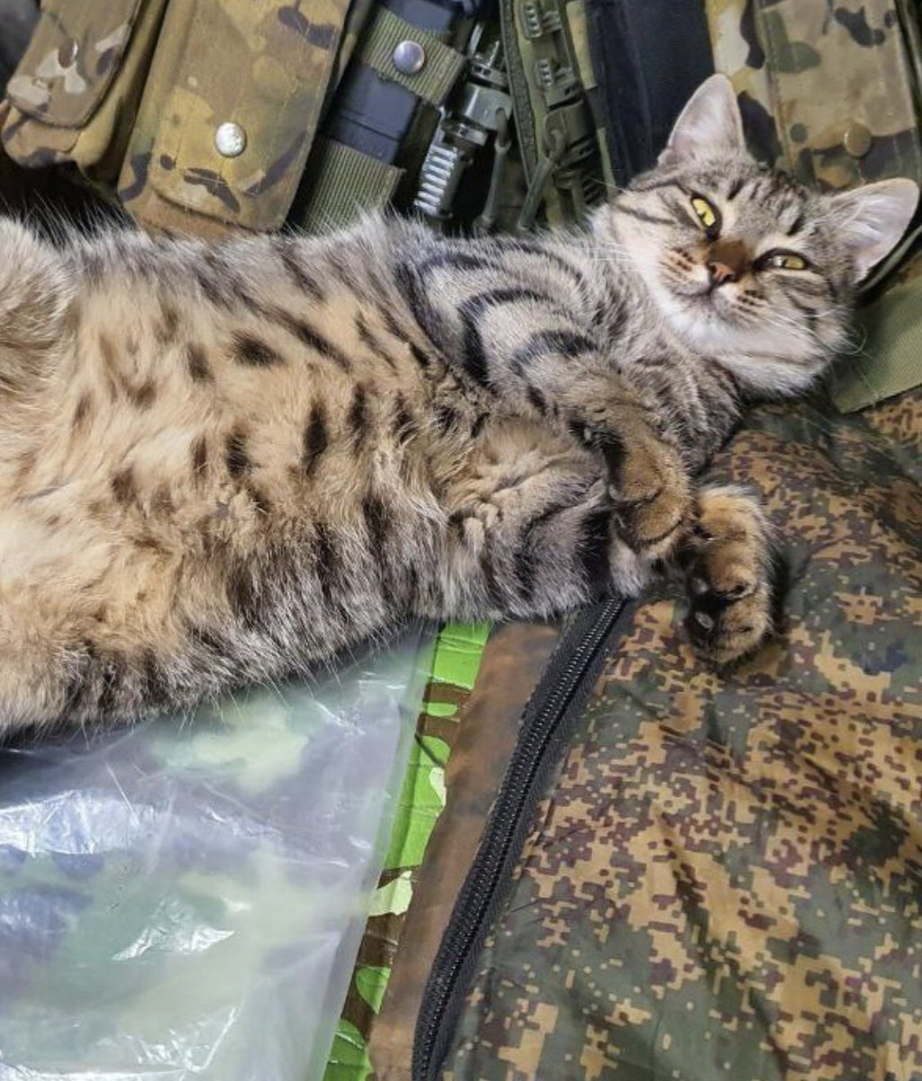 Котик дня.😼