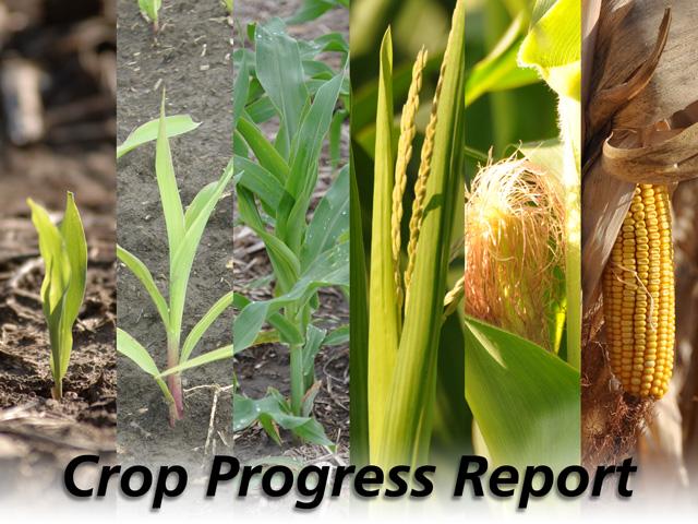 dtnpf's tweet photo. The condition of the U.S. corn crop increased slightly while soybean conditions decreased last week, according to USDA NASS's weekly #CropProgressReport released today.
Details: https://t.co/ivsdu5W1qm https://t.co/xyBNTa6QDe