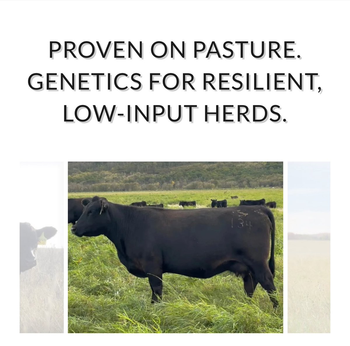 allaboutthecows's tweet image. “I’M TIRED OF SUCKLER GENETICS THAT DON’T WORK IN A LOW-INPUT SYSTEM”
If you are too, you might want to take a look at NBA Lenny 21L…
Visit empowerag.co.uk/proven-on-past… to find out more.