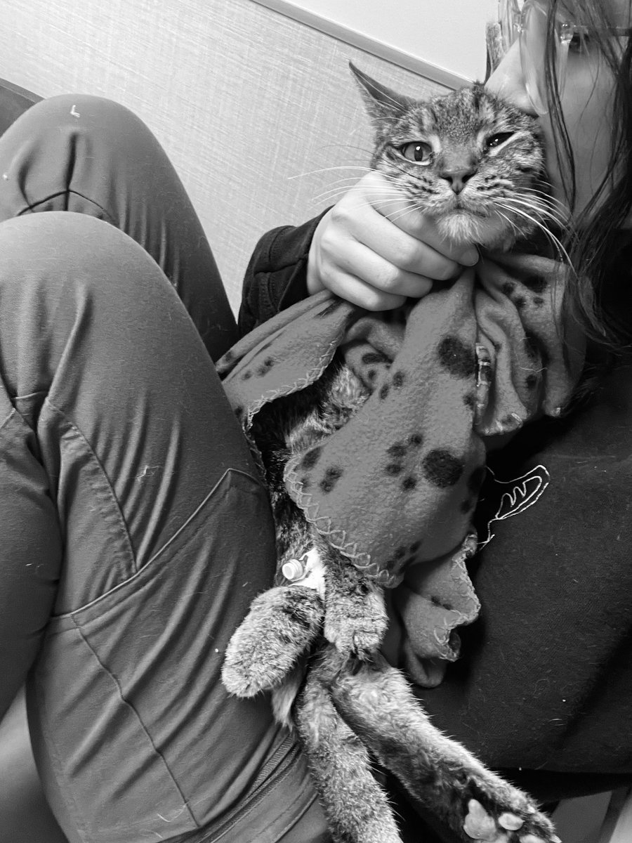 Friends of Bear Cat Rescue tweet media