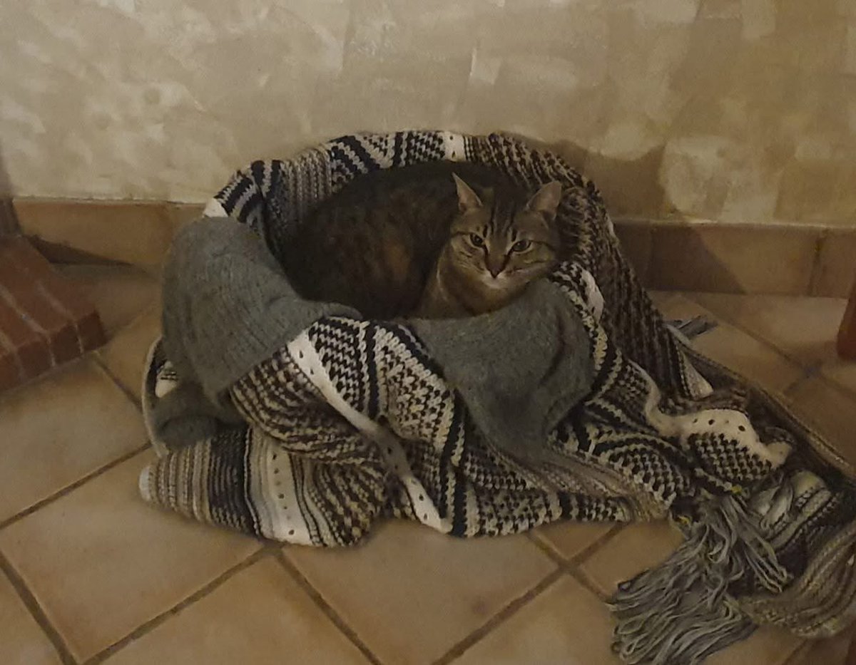 gombertins's tweet photo. On va devoir se trouver un autre panier pour la marmite norvégienne… 🐱♥️ 
… panier approuvé aussi par Gaspard 🐱💙
#Lesgombertins
#refugeanimalier
#protectionanimale https://t.co/56knubLMLY