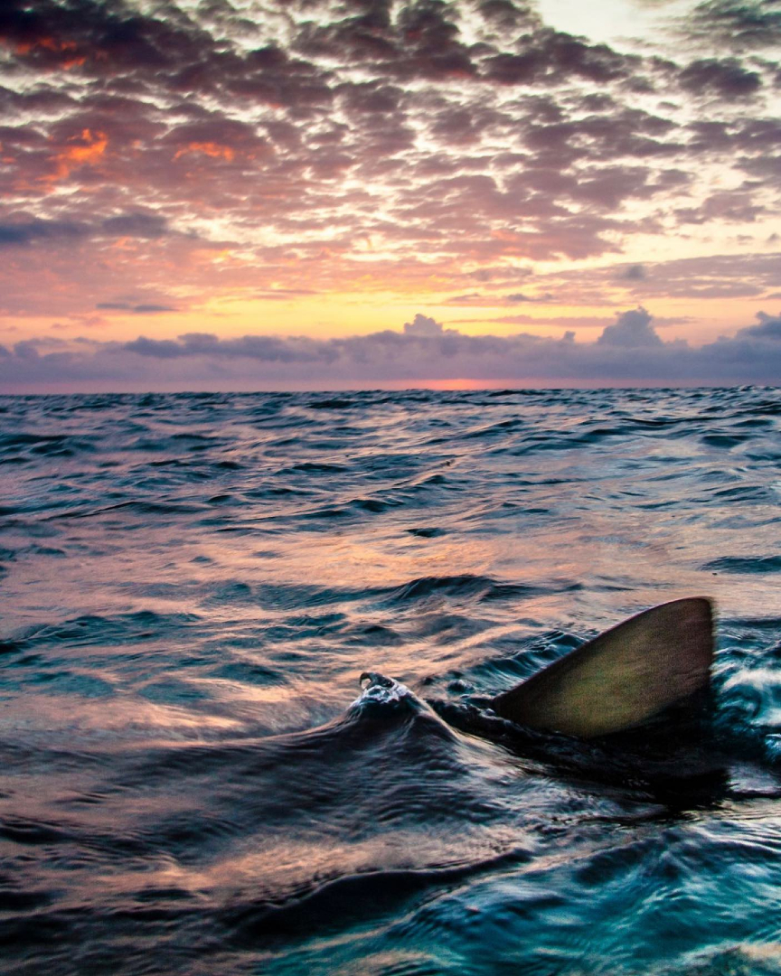 🎯 Cuando enfrentes un nuevo reto, pregúntate:

¿Lo vas a intentar solo… o vas a seguir los pasos de alguien que ya lo logró?

🧠 Aprendizaje 17 de mi libro Los Tiburones También Miedo:

 Escuchar y seguir a un experto puede reducir el miedo, el riesgo y la ansiedad.

💡 No