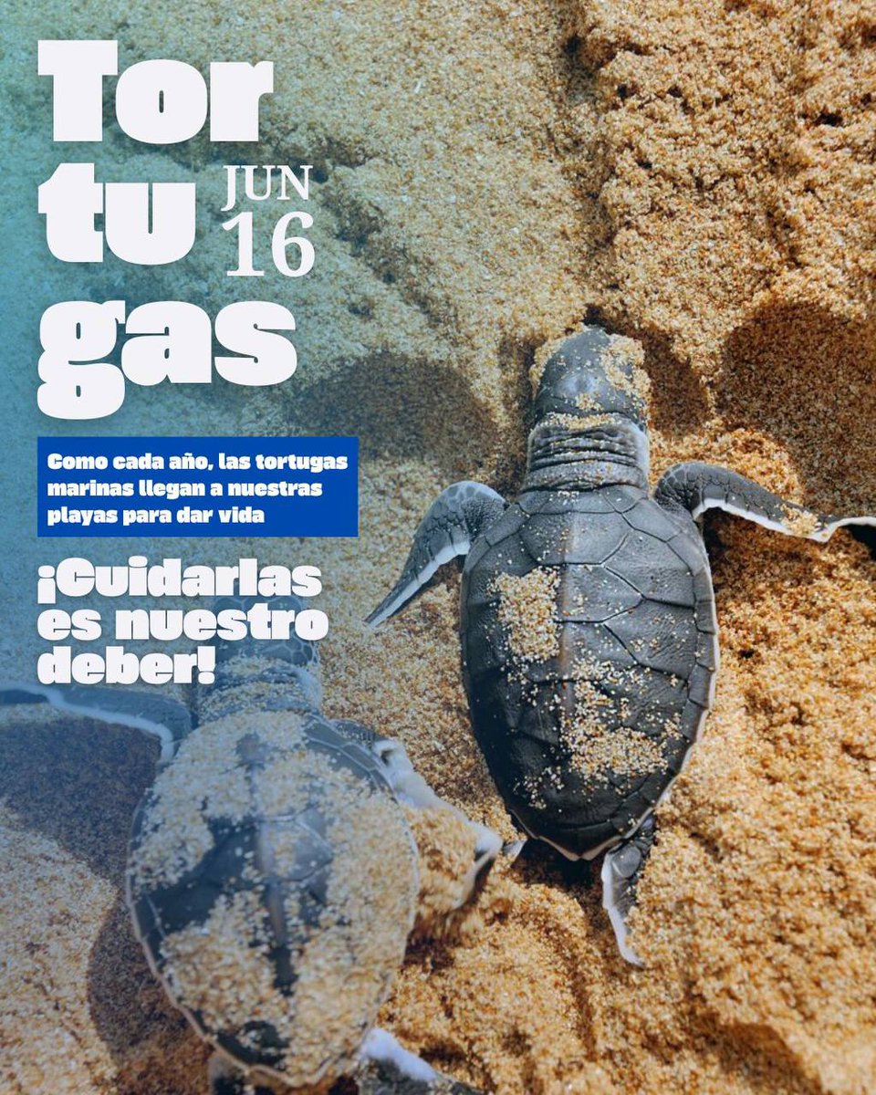 Hoy es el Día Mundial de las #TortugasMarinas 🐢 y tenemos que ser conscientes de que la contaminación, la pesca irresponsable y otras actividades humanas ponen en riesgo su supervivencia.

Cuidar las playas, no dejar basura y respetar su ciclo de vida es responsabilidad de