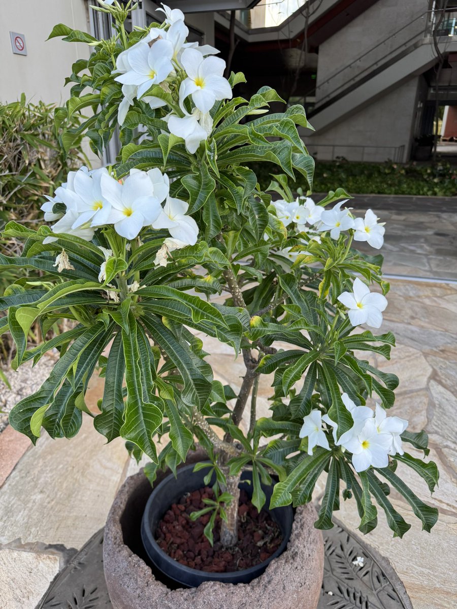 Check out this beautiful plumeria at <a href="/UHCancerCenter/">University of Hawaii Cancer Center</a>!