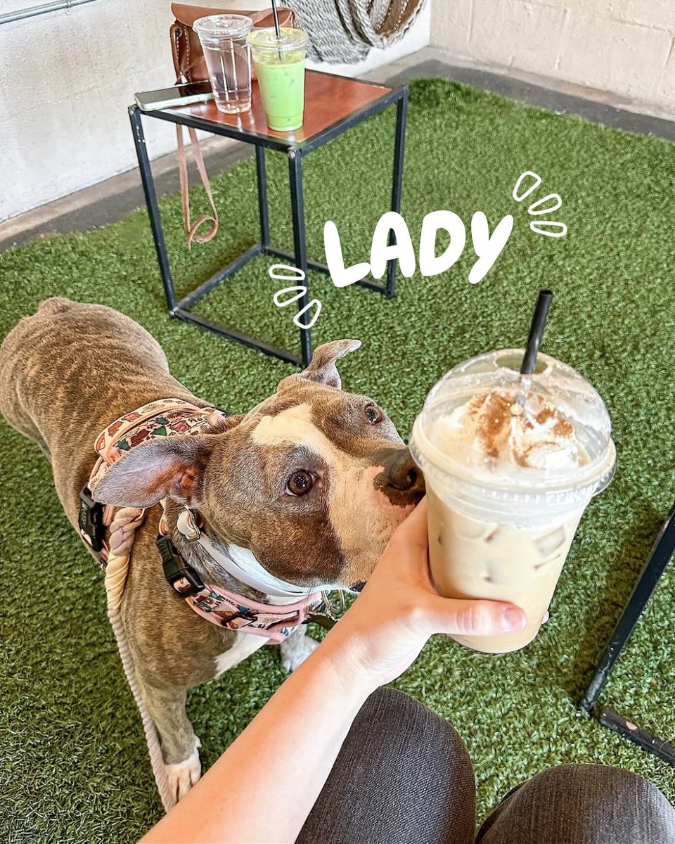 Dogs welcomed. Encouraged. Adored. At all K Brew locations 🐾😇☕️