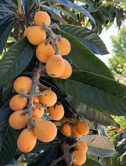 Fruit name?
