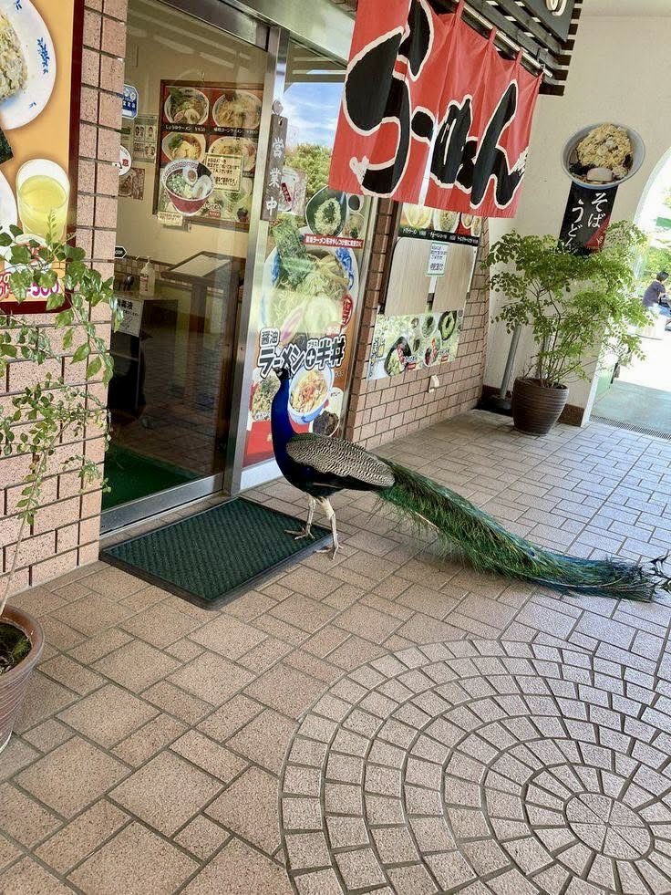 Alena je na návštěvě v Japonsku?😳🇯🇵