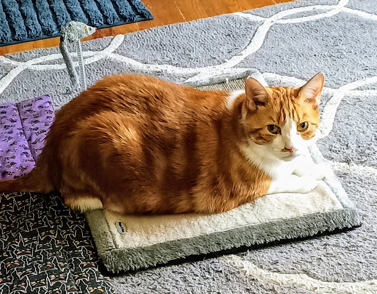 🌊😺Flo and Brigadier Sammy😺🌊 (@aurora3s) on Twitter photo #ZSHQ <a href="/catsrule0/">Marie Choo Choo, married to Chalky</a> <a href="/dora_nlk/">Dora K</a> <a href="/parham1961/">jackie parham</a> <a href="/LBisaillon/">Chowsie</a> @bloomNight2 <a href="/marisbellamy1/">Maris Bellamy</a> <a href="/Vanessaandcats1/">Vanessa Taylor</a> <a href="/GailCarangelo/">Gail K. Carangelo</a> <a href="/MauSupercat/">House of Mau</a> <a href="/Palmolive_S_Pan/">Palmolive</a> <a href="/JennyNicholas4/">Jenny,Saffy,Tigger,Fizbo an Twerp da Canary</a> <a href="/Lindsayph6/">Lindsayph</a>
<a href="/AviwhiteGSD/">Avilovesdogsandcats❤️</a>
Good morning all hope you're having a happy Monday 👍🐿️ #ZSHQ <a href="/catsrule0/">Marie Choo Choo, married to Chalky</a> <a href="/dora_nlk/">Dora K</a> <a href="/parham1961/">jackie parham</a> <a href="/LBisaillon/">Chowsie</a> @bloomNight2 <a href="/marisbellamy1/">Maris Bellamy</a> <a href="/Vanessaandcats1/">Vanessa Taylor</a> <a href="/GailCarangelo/">Gail K. Carangelo</a> <a href="/MauSupercat/">House of Mau</a> <a href="/Palmolive_S_Pan/">Palmolive</a> <a href="/JennyNicholas4/">Jenny,Saffy,Tigger,Fizbo an Twerp da Canary</a> <a href="/Lindsayph6/">Lindsayph</a>
<a href="/AviwhiteGSD/">Avilovesdogsandcats❤️</a>
Good morning all hope you're having a happy Monday 👍🐿️