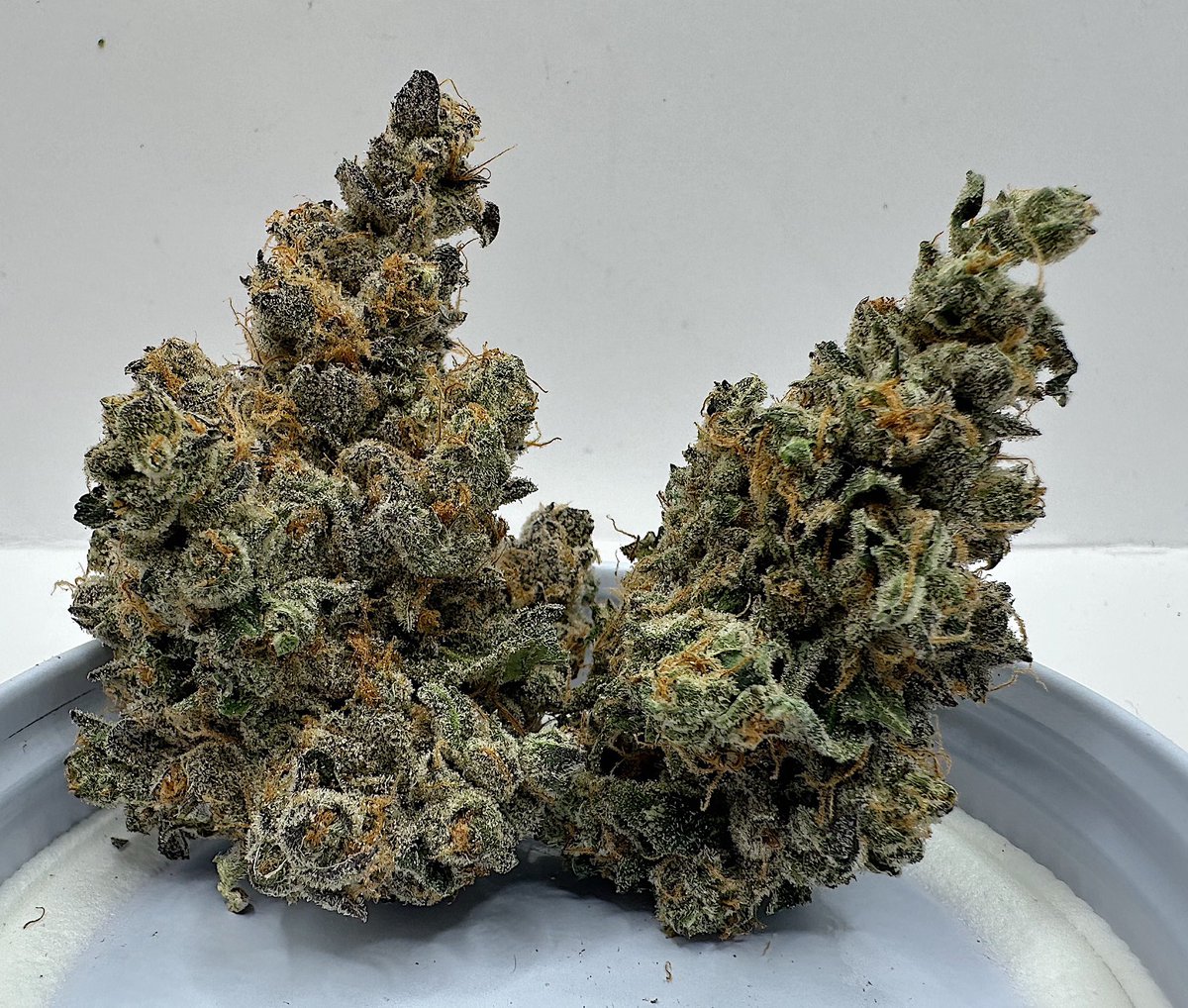 GMO Bx1
(GMO x Slap N Tickle (GMO X GRAPE PIE)) Grown in organic living soil