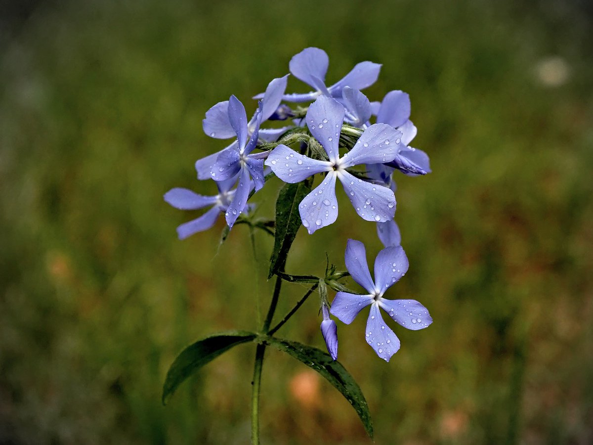 PEKHTography's tweet image. Wild blue phlox: making spring sweeter, one petal at a time 🌸😄 #PhloxMagic
#Phlox #Divaricata #Wildflower #BlueFlower #Nature #Botany #Garden #Blooms #Petals #Floral #Spring #Beauty