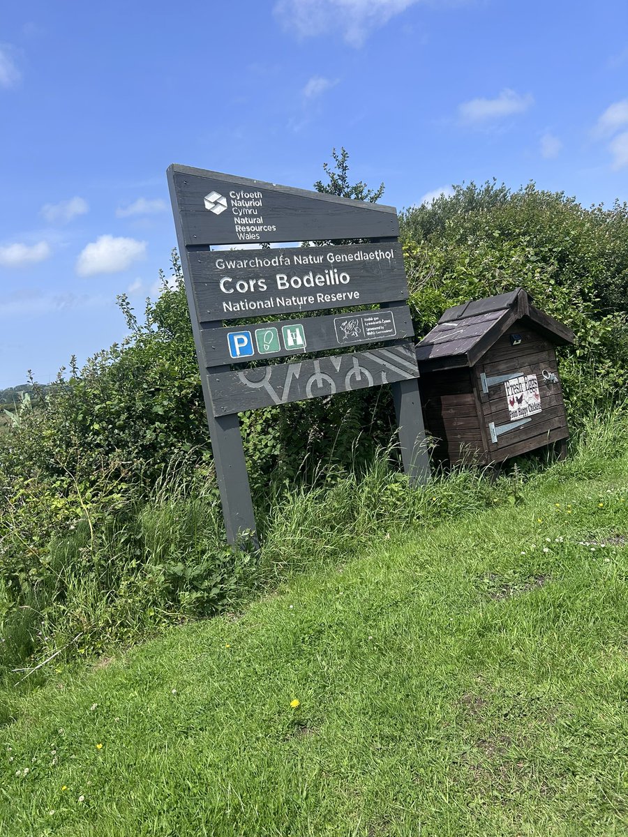 Nice day on Anglesey rewarded with Spotted Rick-Rose at South Stack which i have not seen before plus Fly Orchid at Cors Bodelio <a href="/ZSpaull/">Zak Spaull</a> <a href="/marcbuzzard/">Marc Hughes</a> <a href="/angleseycouncil/">Isle of Anglesey County Council</a> <a href="/keelebirder/">Mark Sutton</a>