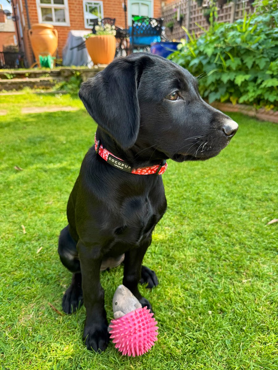olive_blacklab's tweet image. Pretty MaggieMoo #profile and Generous Jim sharing his bed 💕
