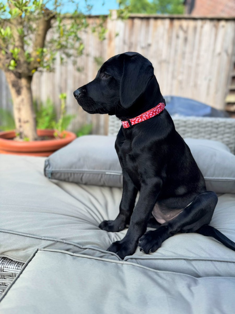 olive_blacklab's tweet image. Pretty MaggieMoo #profile and Generous Jim sharing his bed 💕