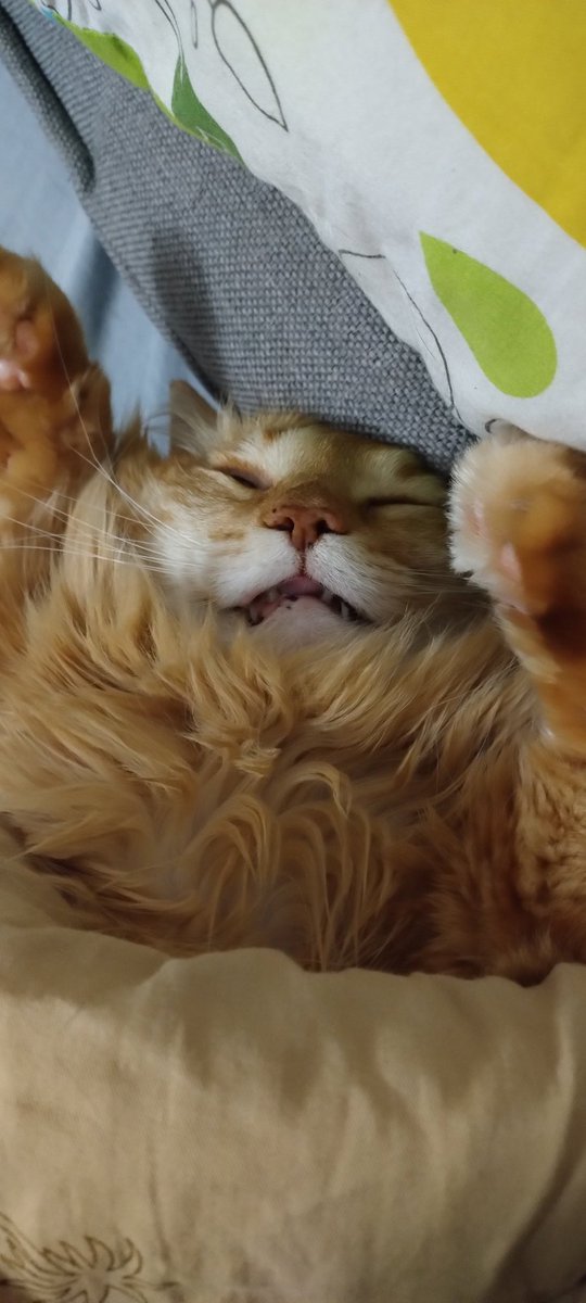 Ітак, я вырашыла зайсці на новае кола пошукаў. React распрацоўніца, 3 гады камерцыйнага досьведу, жыву ў Варшаве, шукаю працу. Калі ласка, магія ціўтара, спрацуй!
Кот, якому ня трэба праца, каб зрабіць вам дзень: