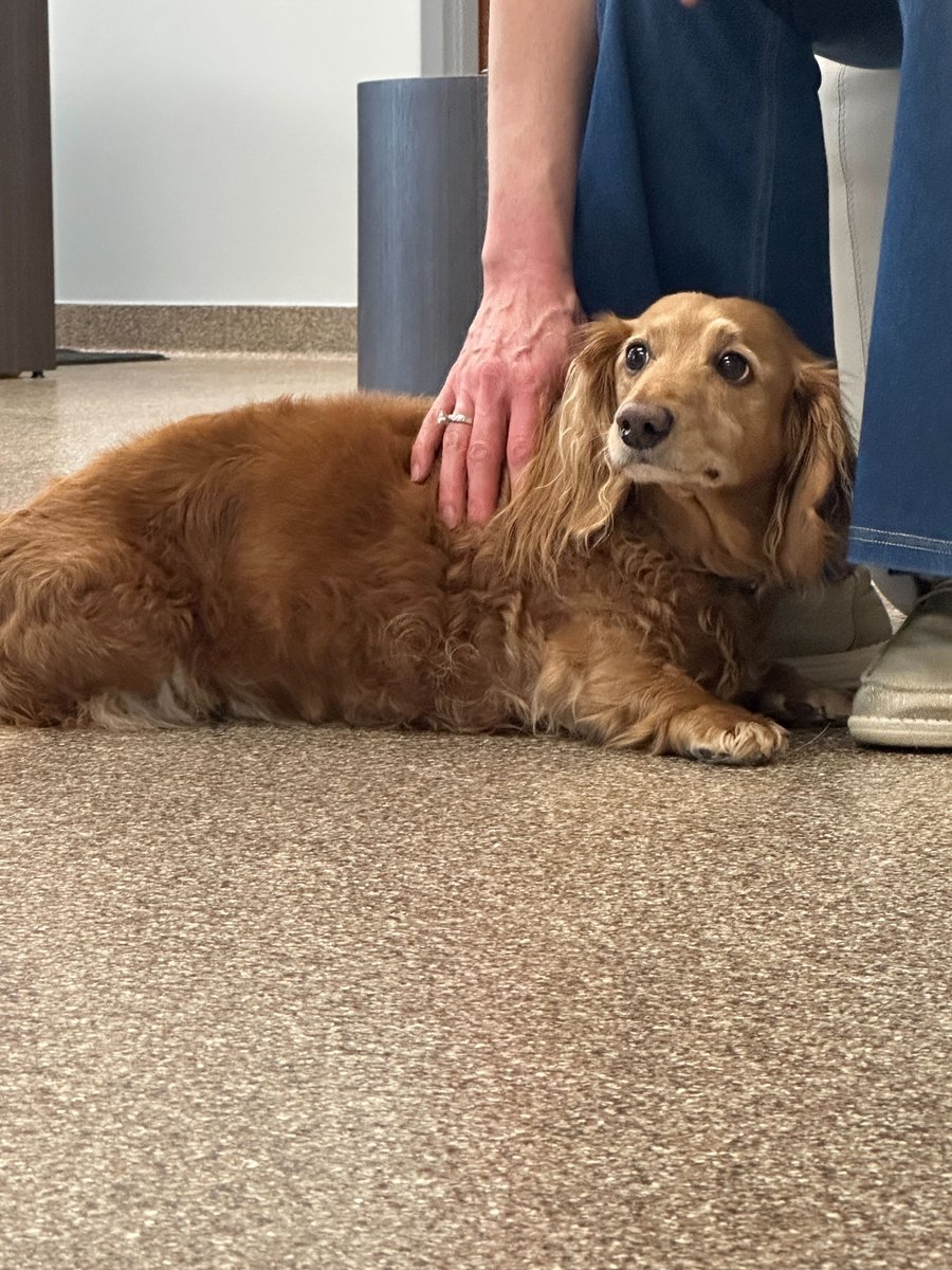 “It’s not just about adding more years to his life, it’s about adding more life to his years.” Winston, an 11-year-old dachshund from Indiana, is making history as the 1,000th dog in the STAY study, our groundbreaking clinical trial nearing full enrollment.
