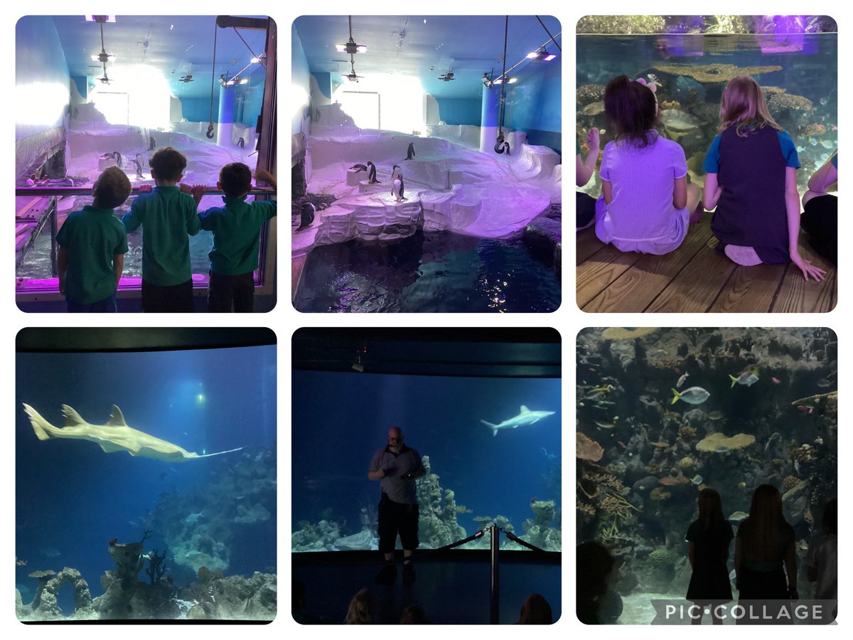 Year 2 had a brilliant time visiting The Deep today. We particularly enjoyed shark spotting, penguin identifying and learning about how to care for our oceans.
