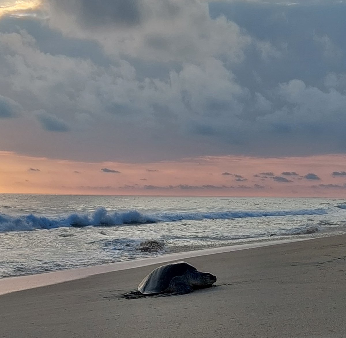 Este 16 de junio conmemoramos el #DíaMundialDeLasTortugasMarinas, una especie fundamental para la salud de los océanos.
Recordemos la importancia de cuidarlas: no dejes basura en la playa, respeta los nidos y las señaléticas.