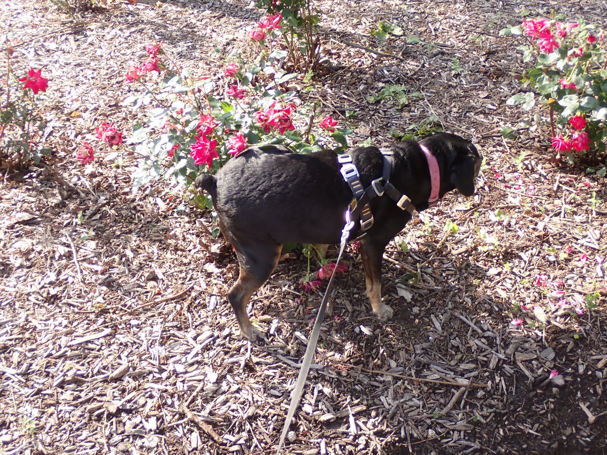 Rosie Park Adventures
1.  Our new friend Pacer
4.  (once again makes the joke about stopping to pee on the flowers)