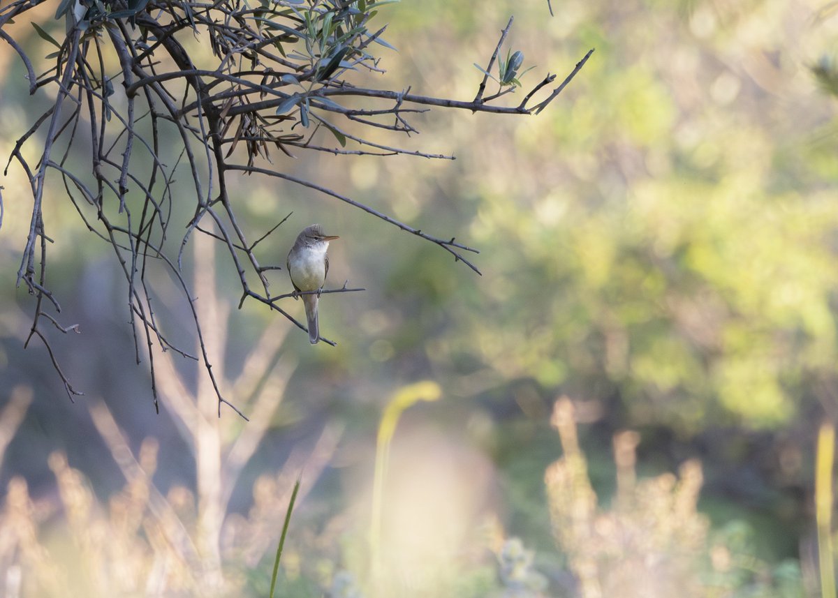 _TCartz's tweet image. Adding the final touches to our Lesvos trip report, this Olive-tree Warbler was a personal highlight.
Occasionally, having fight a pair of Masked Shrikes off. Really showing their size
macaulaylibrary.org/asset/636629506