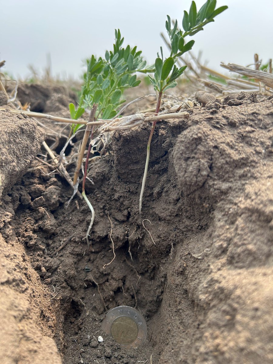 LEMKEN North America tweet media