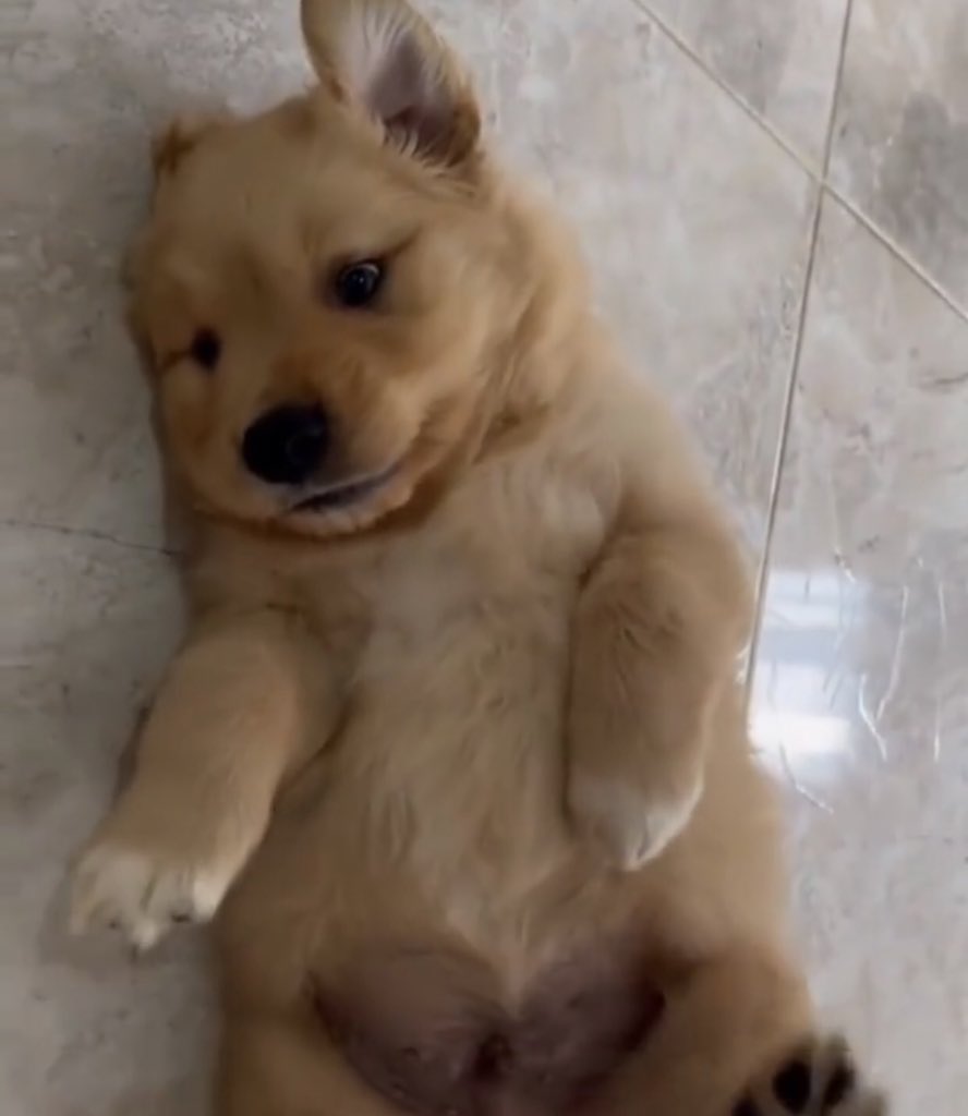 Adorable puppy🐶🐶