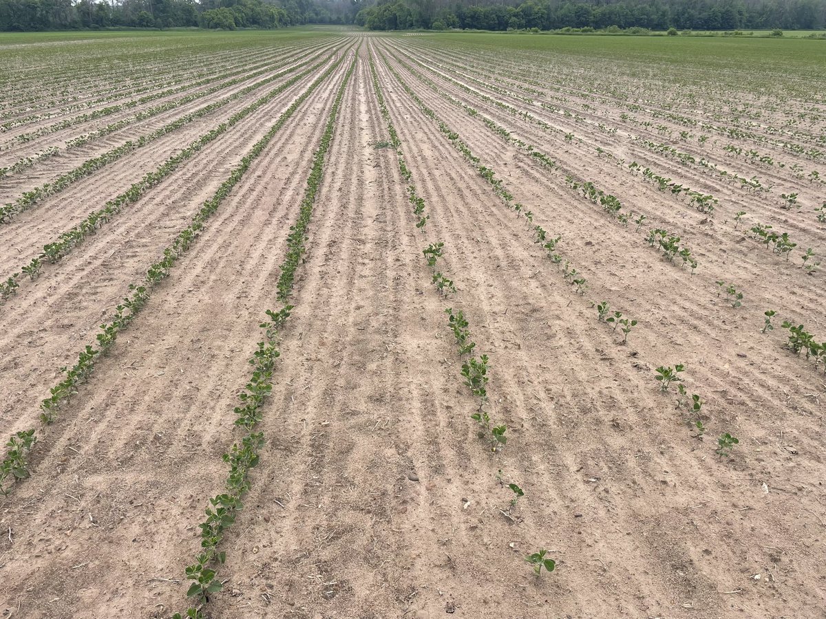 Why treatment matters? When it’s a cold  spring I’m happy to partner with a family company pushing to have every seed emerge. #plantbecks <a href="/BecksHybrids/">Beck's Hybrids</a> 
We can do it with 130,000 how about you?