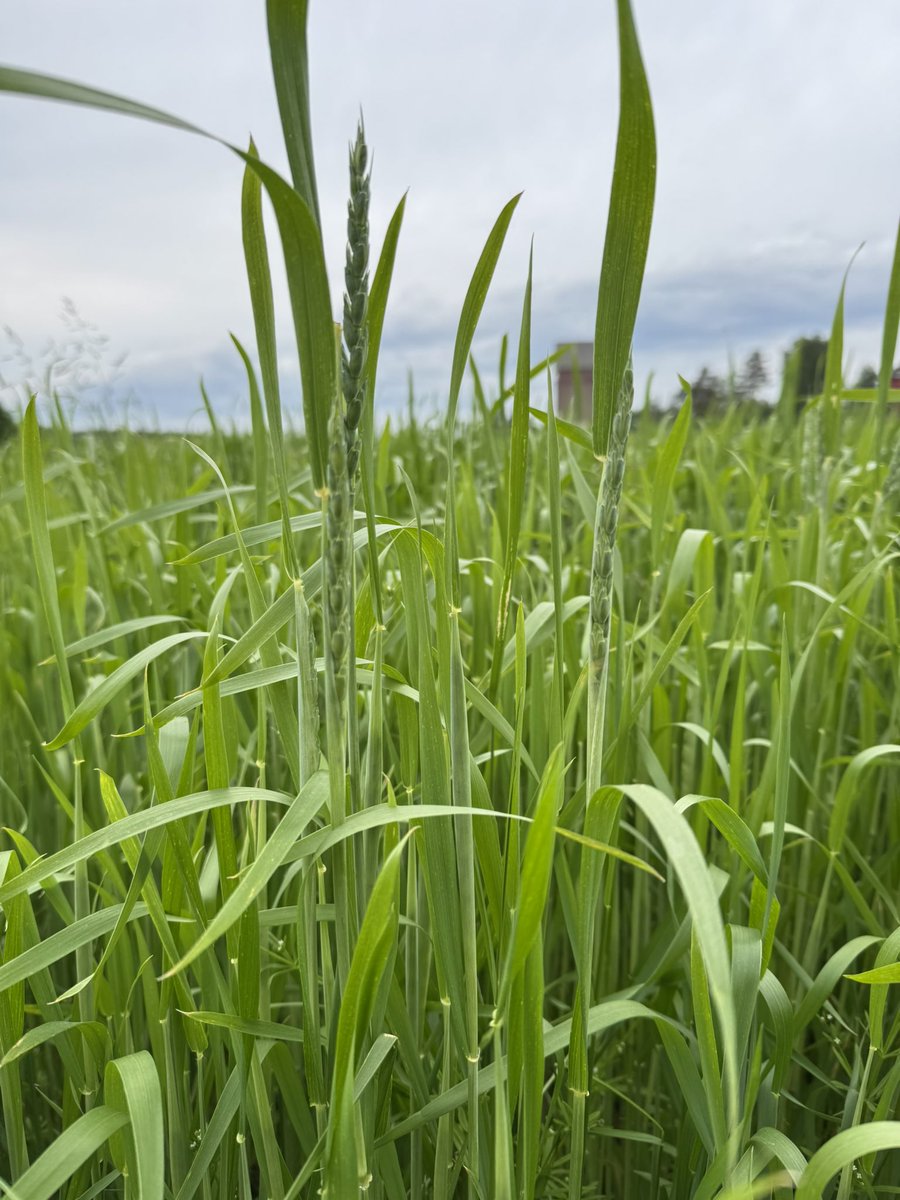 Birkkalan luomu speltti on juuri tullut tähkälle!

The first spelt spikes are now showing at Birkkala!

birkkala.com