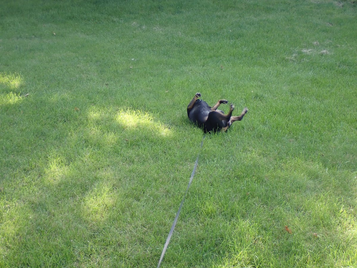 Wigglewigglewigglewiggle