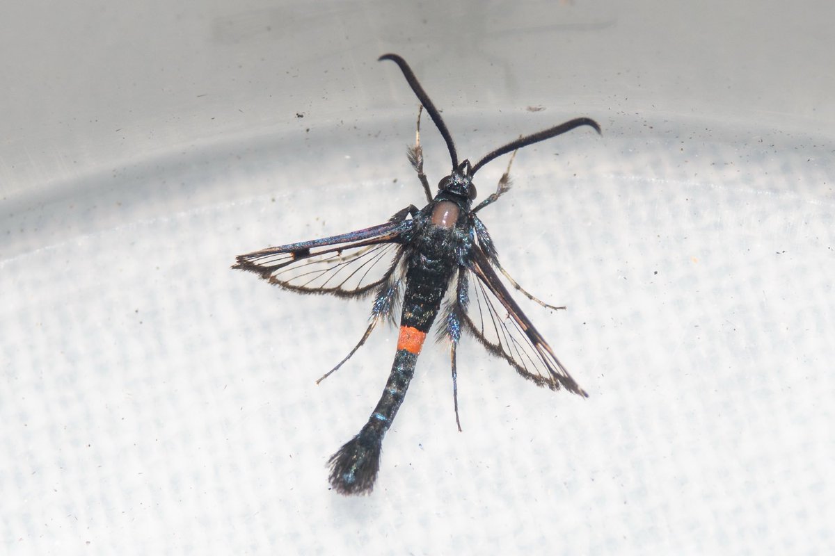 A bit of recent insect activity to keep up the interest. Lots of Silver-studded Blues at Buxton Heath last week, good numbers of Dark Green Fritillaries and at least 3 Red-veined Darters at Winterton today (but no Lesser or Vagrant Emperors). Bonus Red-belted Clearwing at home.