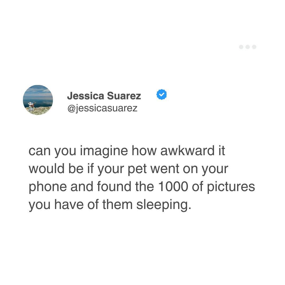 Brownie the Dachshund 🌈 (@browniethedach1) on Twitter photo 