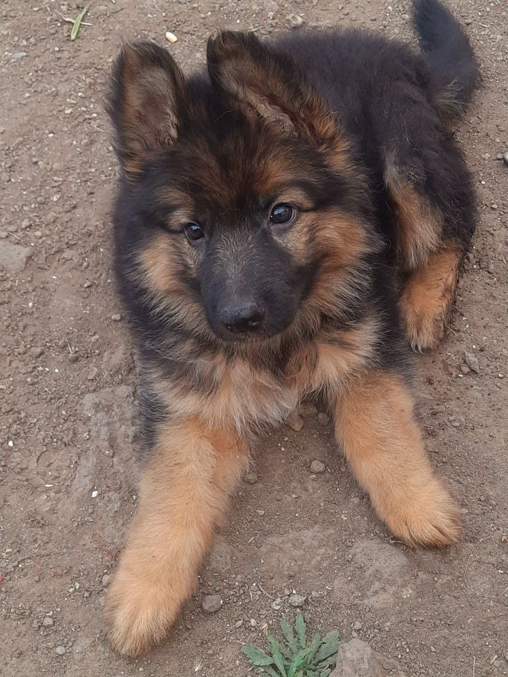 Adorable puppy🐶🐶