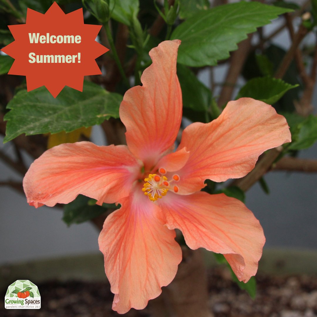 Happy Summer Solstice! ☀️ This weekend’s the longest day of the year aka max photosynthesis power for your plants. Let the sun do the work while your dome does the magic! #SummerSolstice #GrowingDomePower #GrowFoodYearRound