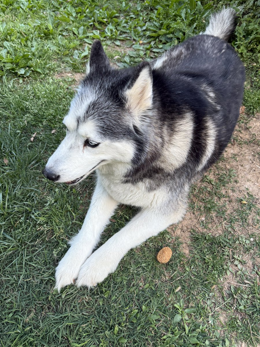 HydrosPlays's tweet image. Goodbye Korra❤️ you are no longer in pain and suffering. Thank you for nearly 9 years of being such a good girl. My first husky and first dog. The time we spent with you will never be forgotten. I love and will miss you Korra ❤️😢